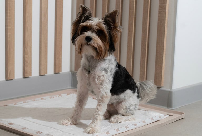 Cómo educar a tu cachorro: primeros pasos y consejos para su adiestramiento